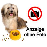 Seniorenn Hund gesucht