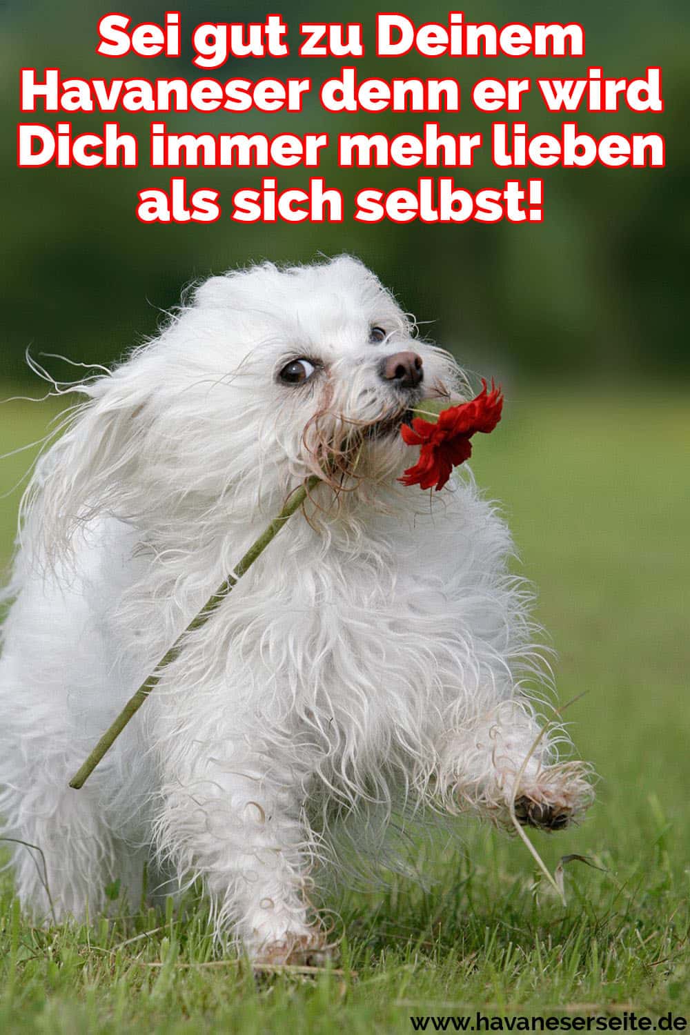 Ein Havanese hält eine Rose