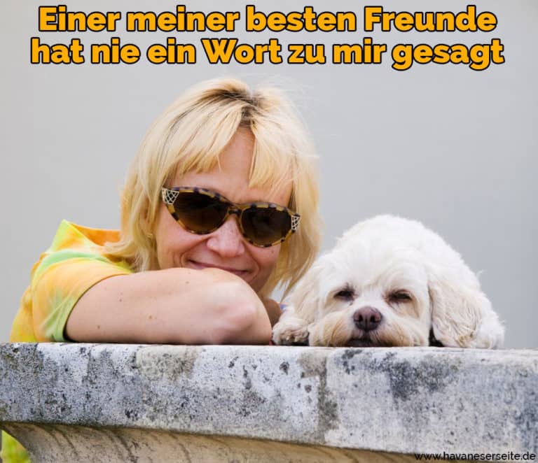 Havaneser Zitate und Sprüche HavaneserSeite.de