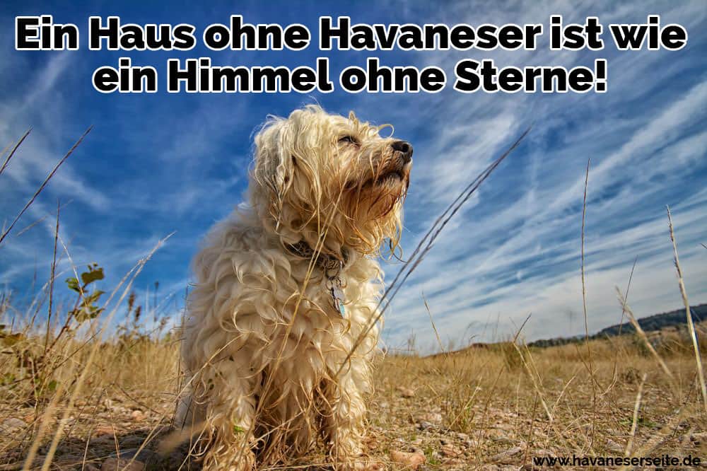 Ein Kleiner aber sehr stolzer Junger Havaneser sitzt vor einem Blauen Himmel mit Wolken, das ganze mit einem Weitwinkel Objektiv eingefangen.