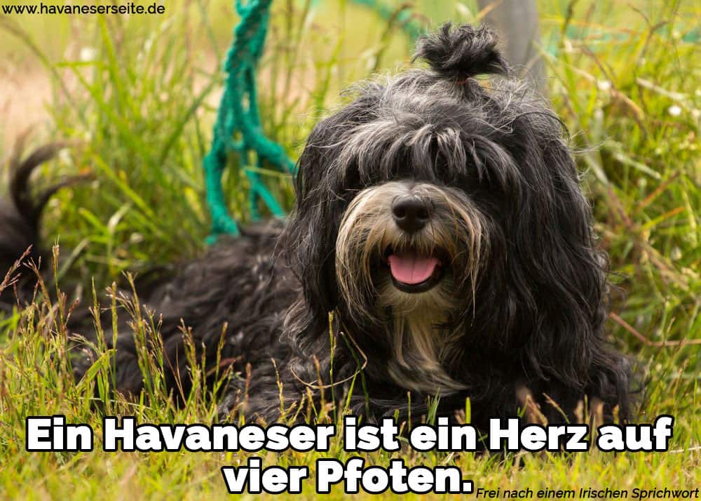 Ein Havanese zeigt die Zunge