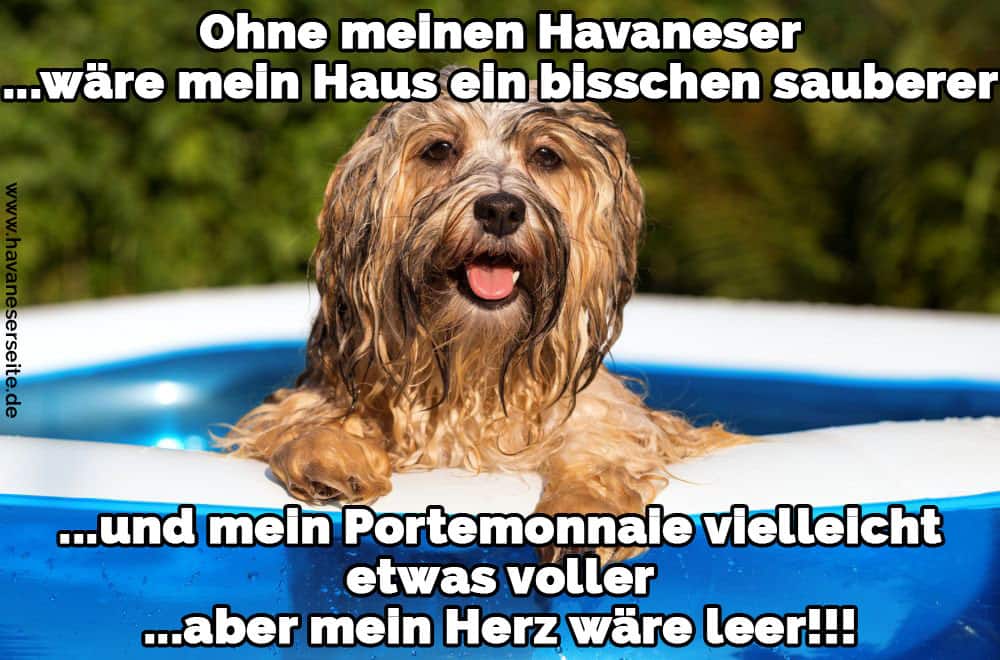 Ein Havaneser nass im Pool