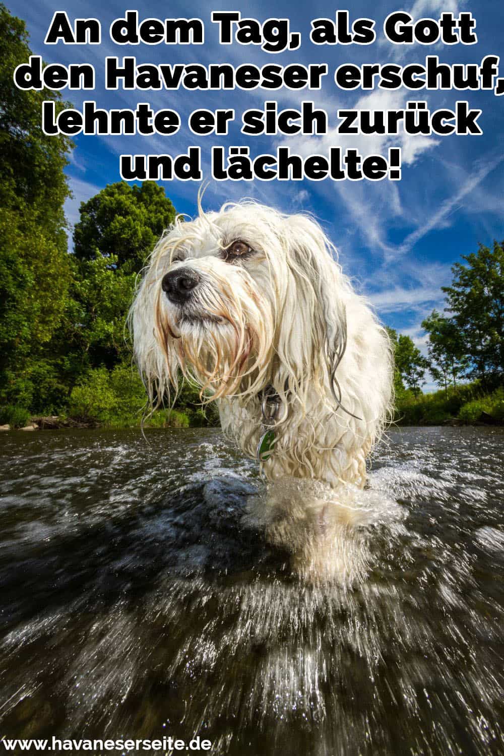 Kleiner weißer Langhaar Havaneser steht im Fluß und kämpft gegen die Strömung an, im Hintergrund ein Blauer Himmel mit ein paar Wolken umrandet von Bäumen. Froschperspektive von der Wasseroberfläche und mit einem extrem Weitwinkel Objektiv aufgenommen.