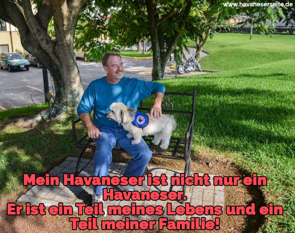 Ein Havaneser auf einer Parkbank