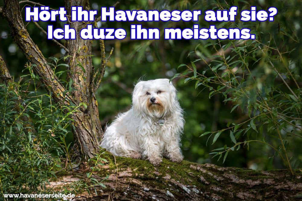 Ein Havaneser im Wald verirrt