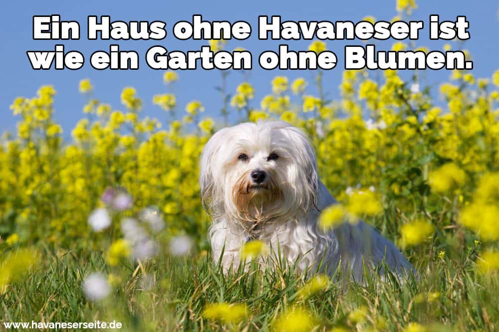 Ein Havaneser im Garten