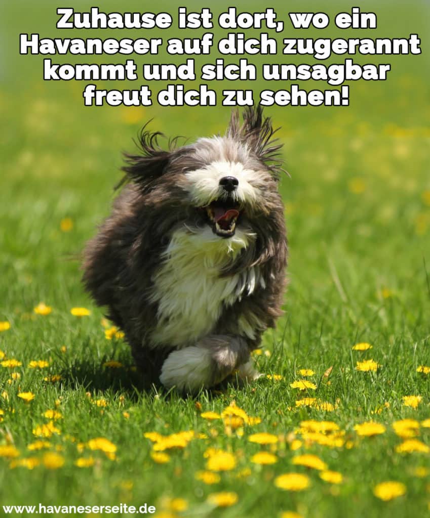 Havaneser Zitate und Sprüche HavaneserSeite.de