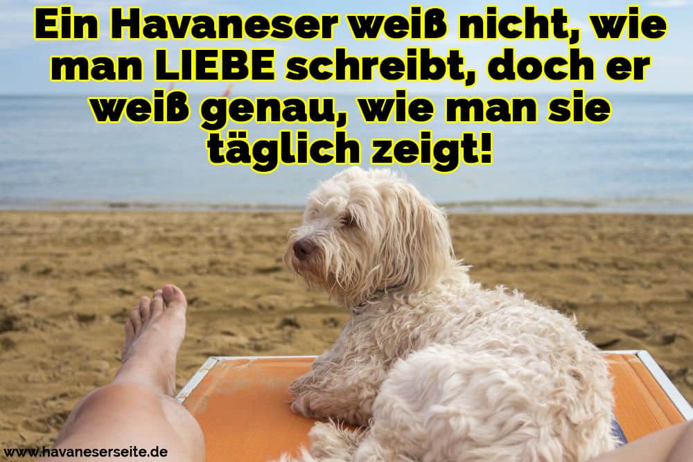 Ein Havaneser am Strand