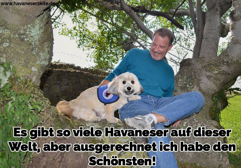 Ein Mann und seine Havaneser sitzen im Baum