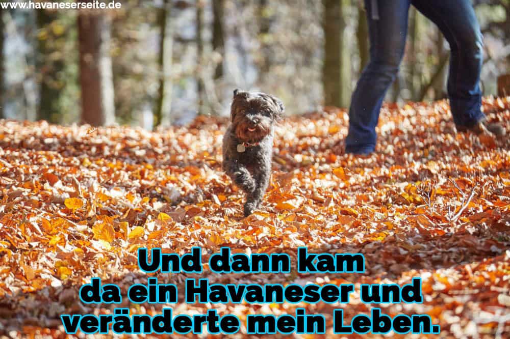 Ein Havaneser im Herbst Blätter laufen