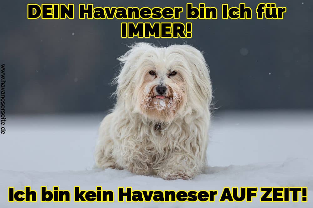 Ein trauriges Havaneser