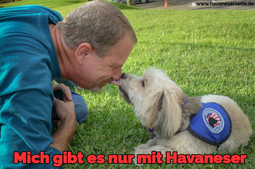 Eine Havaneser Steigung seiner Nase in seinem Besitzer