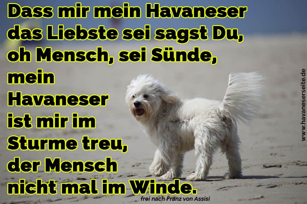 Ein Havanese im Sand