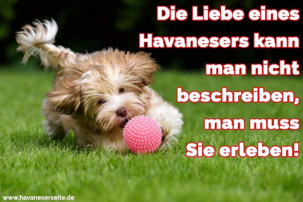 Ein Havaneser mit seinem Ball spielen