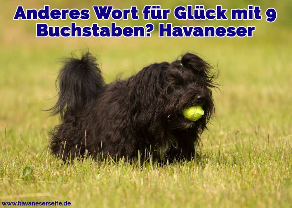 Ein Havaneser mit seinem Ball spielen