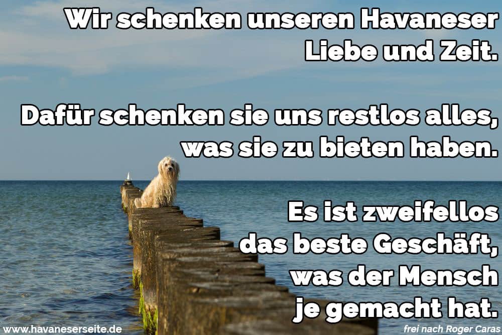 Ein Havanese am Pier