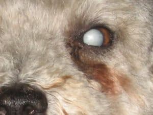 Hundeauge in grau: grauer Star