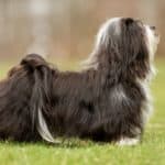 Havaneser Deckrüde in Pose