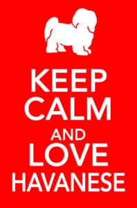 Keep calm and love havanese