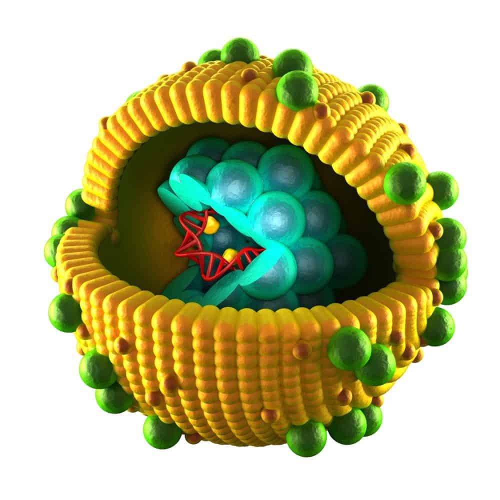 Hepatitis Virus