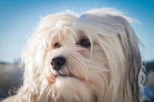 Hundeportrait Havaneser
