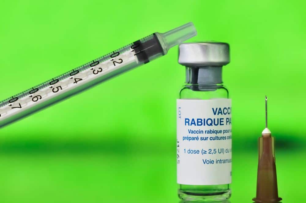Havaneser impfen: welche Impfungen sind absolut nötig? Wie oft muss muss eine Auffrischungsimpfung erfolgen?