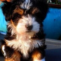 HAVANESER - - aus - - WELTSIEGER - - Champion - - Zucht