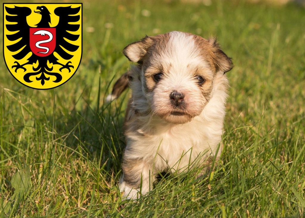 Havaneser Züchter mit Welpen Aalen, Baden-Württemberg