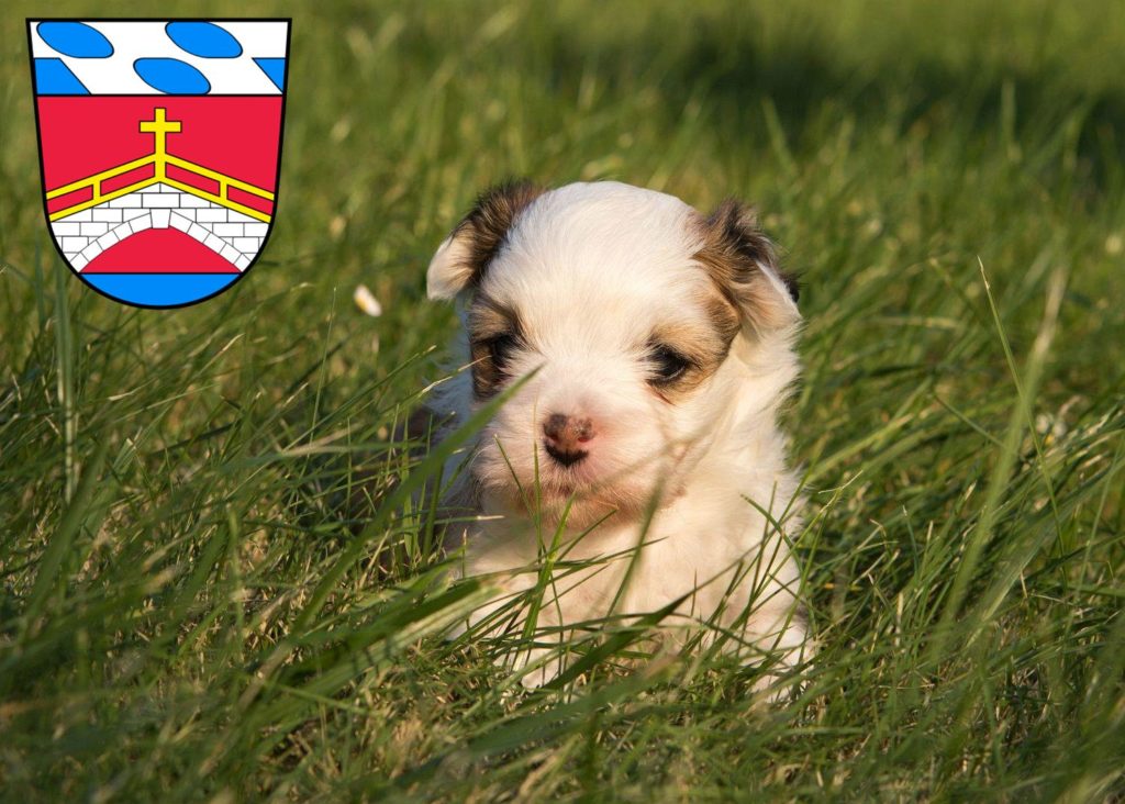 Havaneser Züchter mit Welpen Fürstenfeldbruck, Bayern