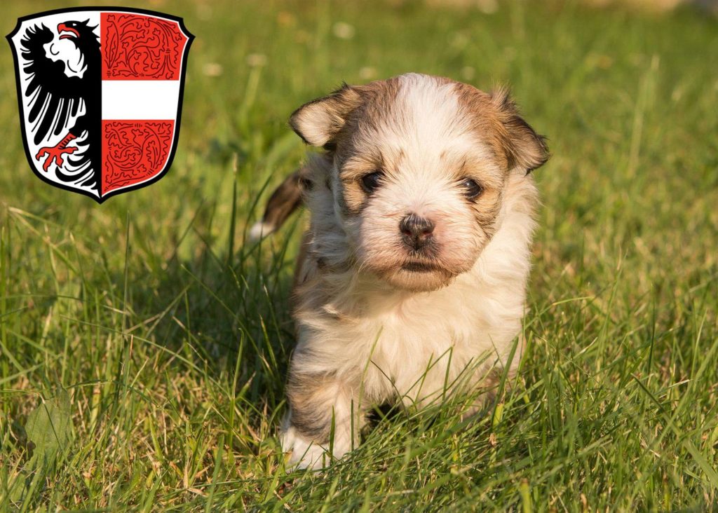 Havaneser Züchter mit Welpen Garmisch-Partenkirchen, Bayern