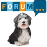 Havaneser Forum - Fragen und Antworten zum Havaneser