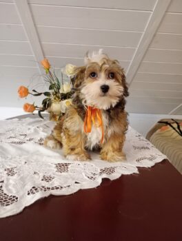 bichon havaneser welpen