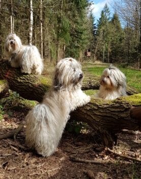 Miniaturansicht für das Anzeigenbild