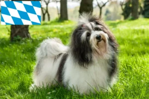 Mehr über den Artikel erfahren Havaneser Züchter und Welpen in Bayern