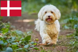 Mehr über den Artikel erfahren Havaneser Züchter und Welpen in Dänemark