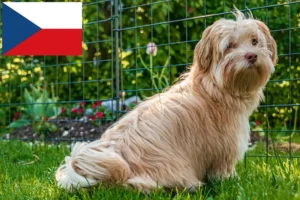 Mehr über den Artikel erfahren Havaneser Züchter und Welpen in Tschechien