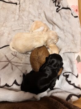 Havaneser mit Stammbaum