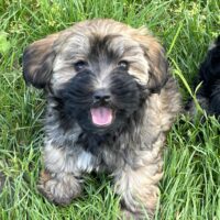 🐶 Unsere wunderschönen Havaneser-Welpen suchen liebevolle Kuschelplätze fürs Leben! 🏡