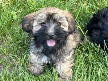🐶 Unsere wunderschönen Havaneser-Welpen suchen liebevolle Kuschelplätze fürs Leben! 🏡