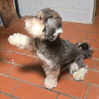 Havaneser Aaron (3 Jahre) sucht charmante Havaneserin