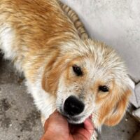 FINLEY (♂) Rüde geb. 2024 Größe: ca. 35cm (VIDEOS)