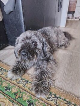 🆘DRINGEND Zuhause für Badi gesucht🆘ca. 3 Jahre / 35 cm / sehr lieb / mit VIDEOS