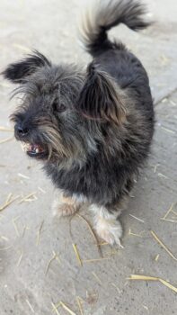 Morla, Hündin, kastriert, geb September 2017, ca 35 cm (mit VIDEOS)