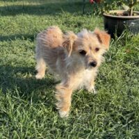 Daisy, Hündin, kastriert, Geb: September 2024, ca. 22 cm, 3 kg, Handicap
