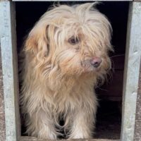 OPHELIA (♀) Hündin geb. 2021-2023 (muss geprüft werden) Größe: ca. 40/45cm