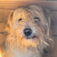 OPHELIA (♀) Hündin geb. 2021-2023 (muss geprüft werden) Größe: ca. 40cm