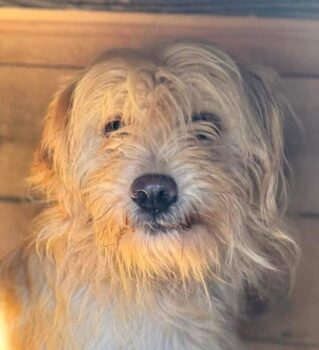 OPHELIA (♀) Hündin geb. 2021-2023 (muss geprüft werden) Größe: ca. 40cm