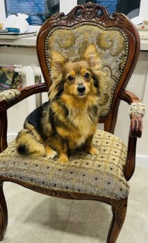 🧡Zuhause für Salwa gesucht🧡ca. 3 Jahre🧡28–29 cm🧡7,5 kg