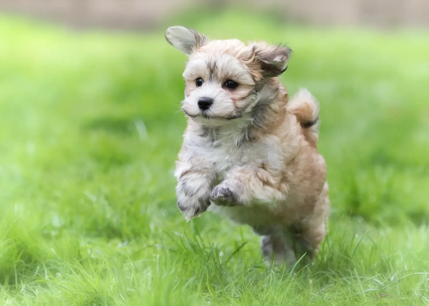 Einen Havaneser Welpen zu kaufen, bedeutet Verantwortung zu übernehmen! Havaneser Welpen kaufen.