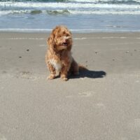 Bildschöne Havaneser Hündin